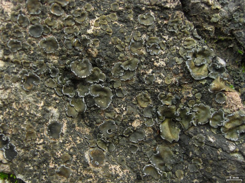 Peltula euploca