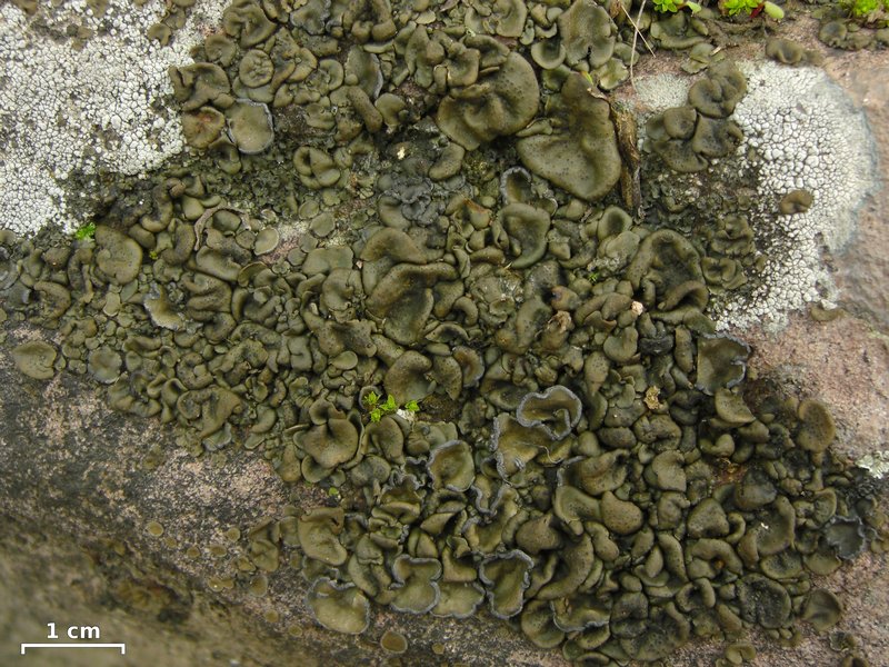 Peltula euploca