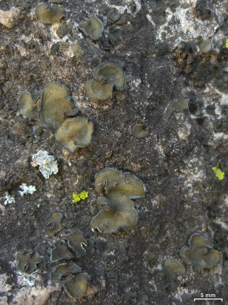 Peltula euploca