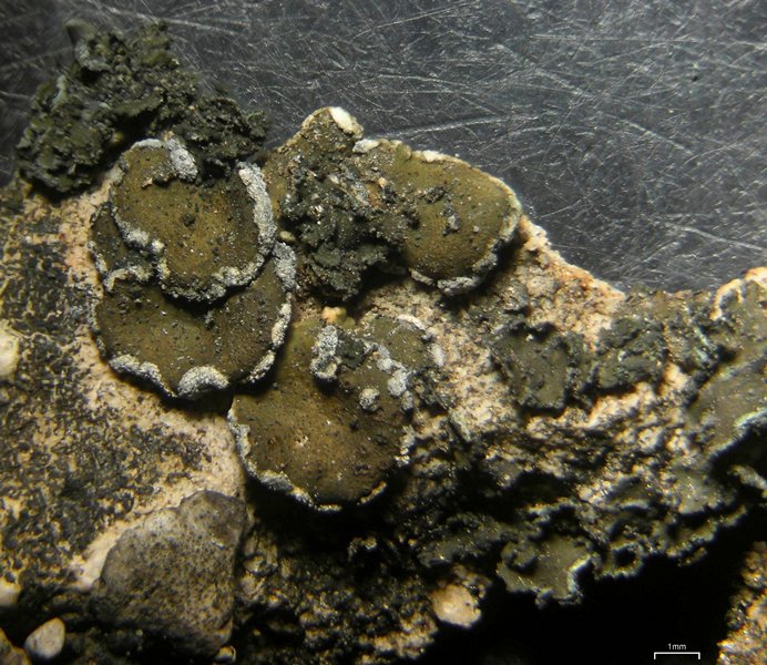 Peltula euploca