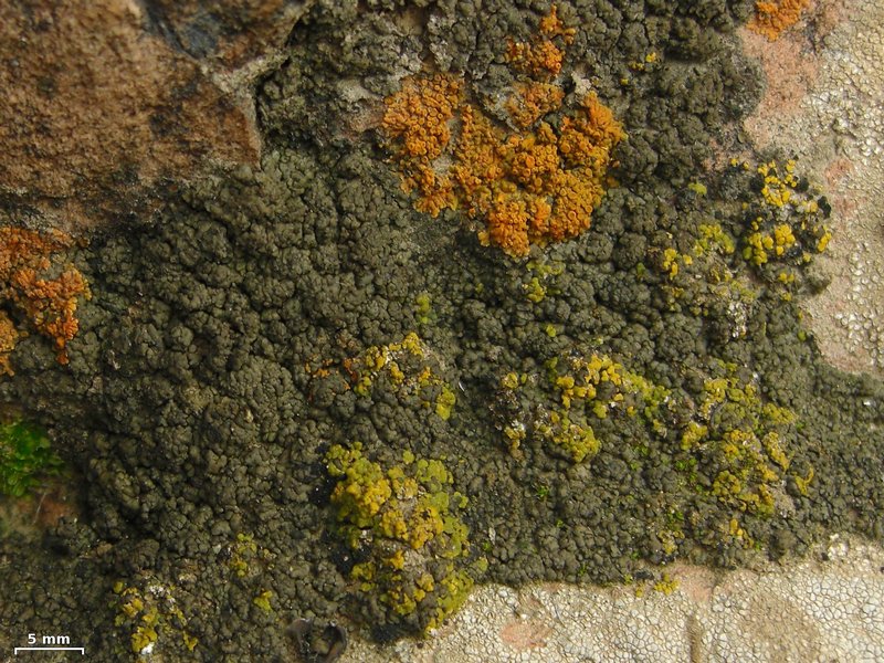Peltula obscurans var. hassei