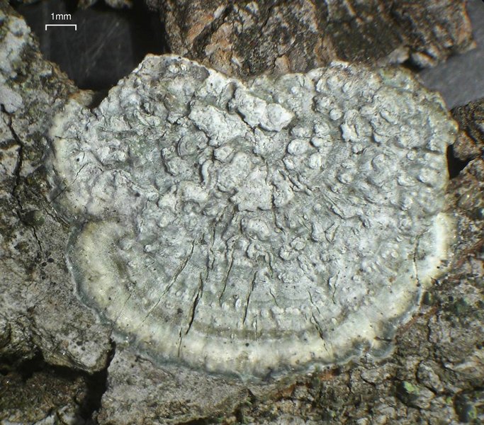 Pertusaria albescens