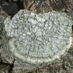 Pertusaria albescens