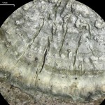 Pertusaria albescens