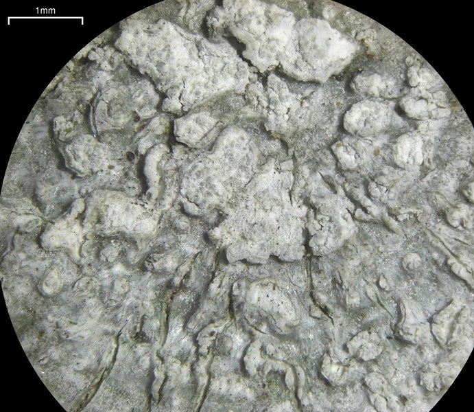 Pertusaria albescens