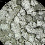 Pertusaria albescens