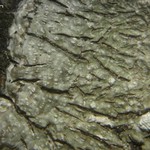 Pertusaria albescens