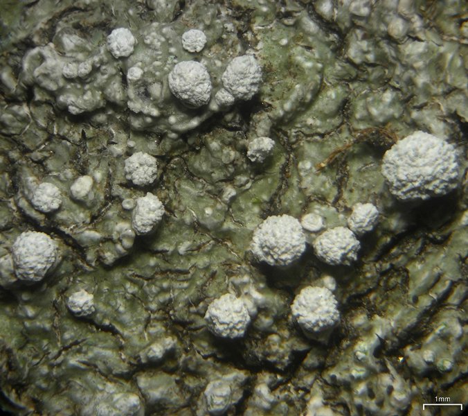 Pertusaria albescens