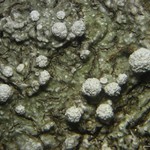 Pertusaria albescens