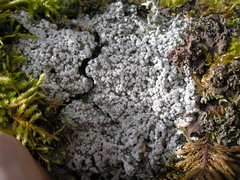 Pertusaria amara