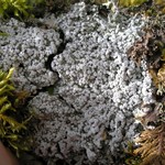 Pertusaria amara