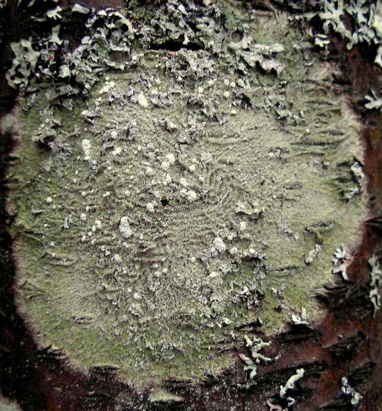 Pertusaria amara