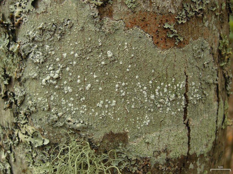 Pertusaria amara