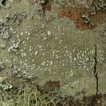 Pertusaria amara