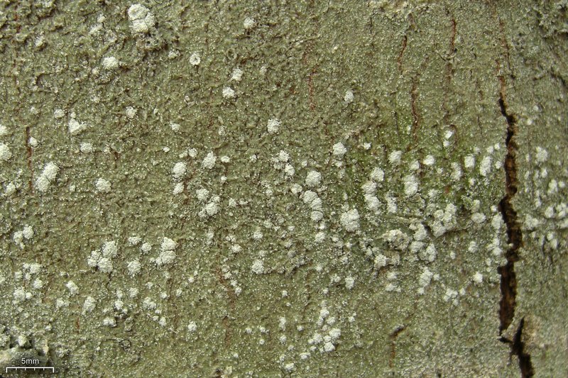 Pertusaria amara