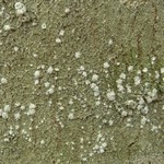 Pertusaria amara
