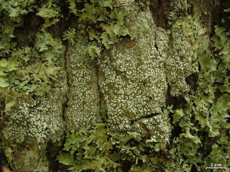 Pertusaria amara