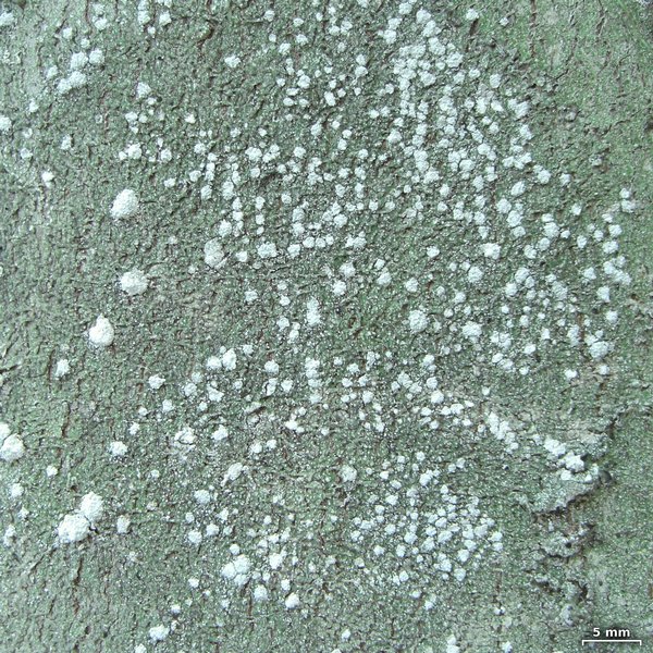 Pertusaria amara