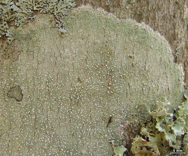 Pertusaria amara