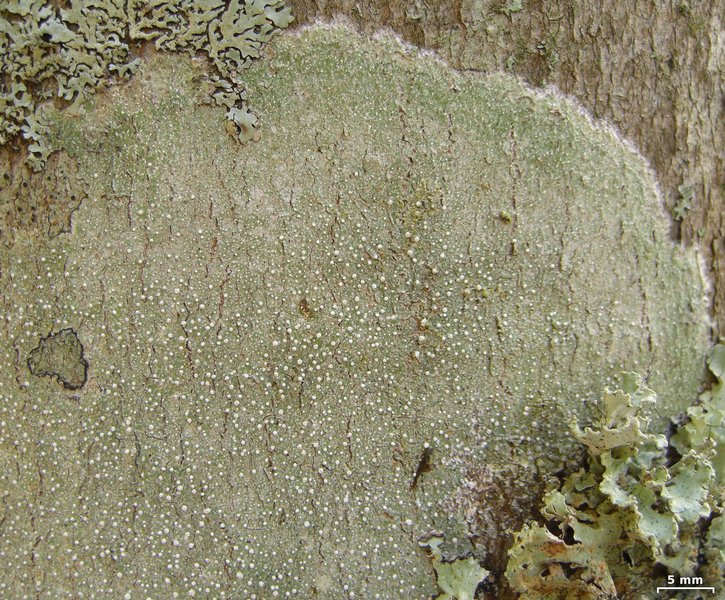 Pertusaria amara