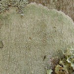 Pertusaria amara