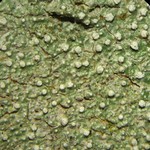 Pertusaria amara