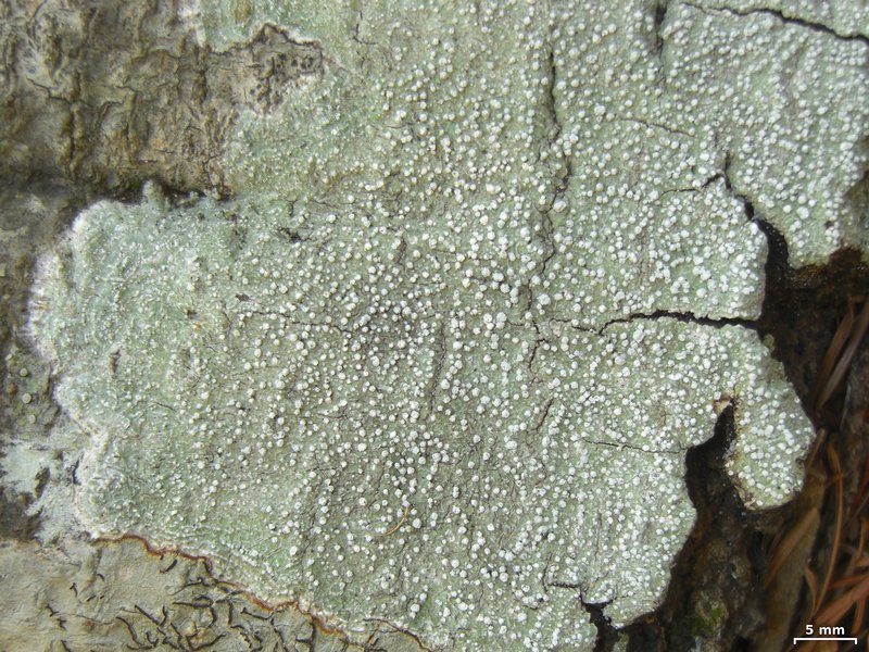 Pertusaria amara