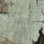 Pertusaria amara