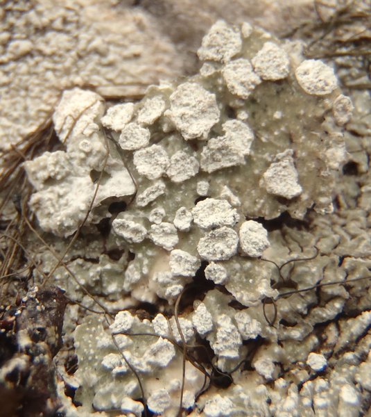 Pertusaria amara