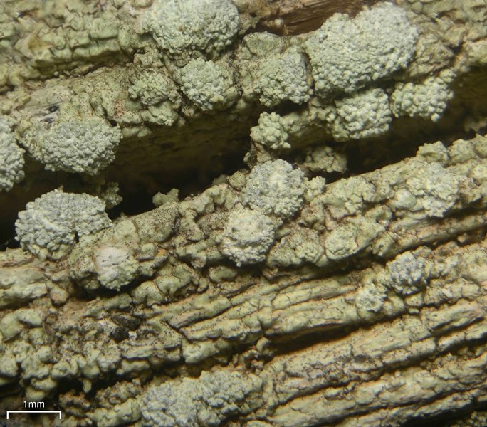 Pertusaria azulensis