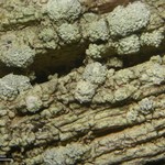 Pertusaria azulensis