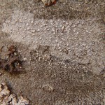 Pertusaria borealis