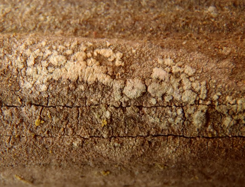 Pertusaria borealis