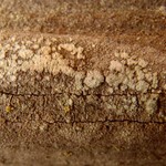 Pertusaria borealis