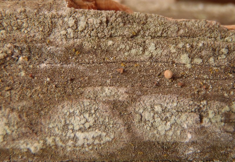 Pertusaria borealis