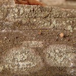 Pertusaria borealis