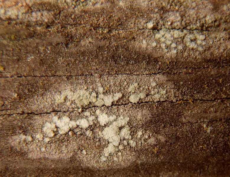 Pertusaria borealis