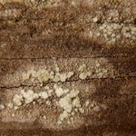 Pertusaria borealis