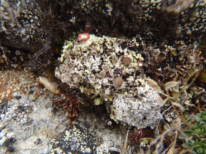 Pertusaria bryontha