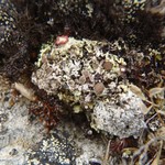 Pertusaria bryontha