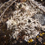 Pertusaria bryontha