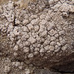 Pertusaria californica