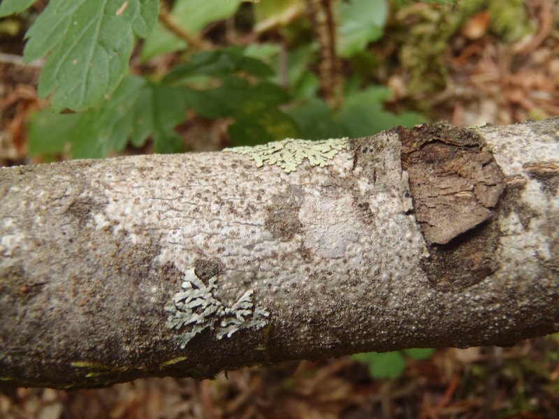 Pertusaria carneopallida