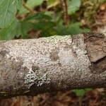 Pertusaria carneopallida
