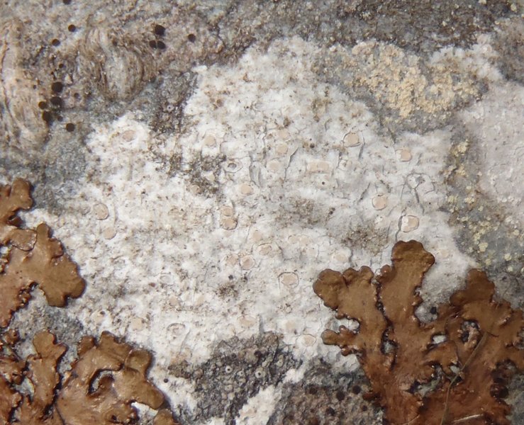 Pertusaria carneopallida
