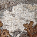 Pertusaria carneopallida