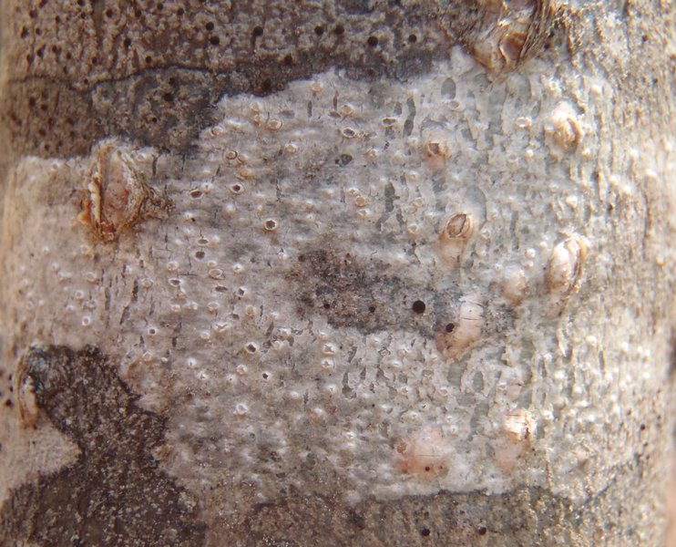 Pertusaria carneopallida