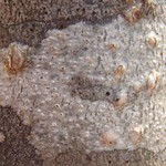 Pertusaria carneopallida