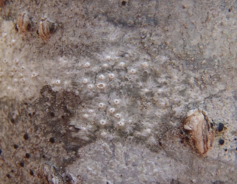 Pertusaria carneopallida