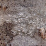 Pertusaria carneopallida